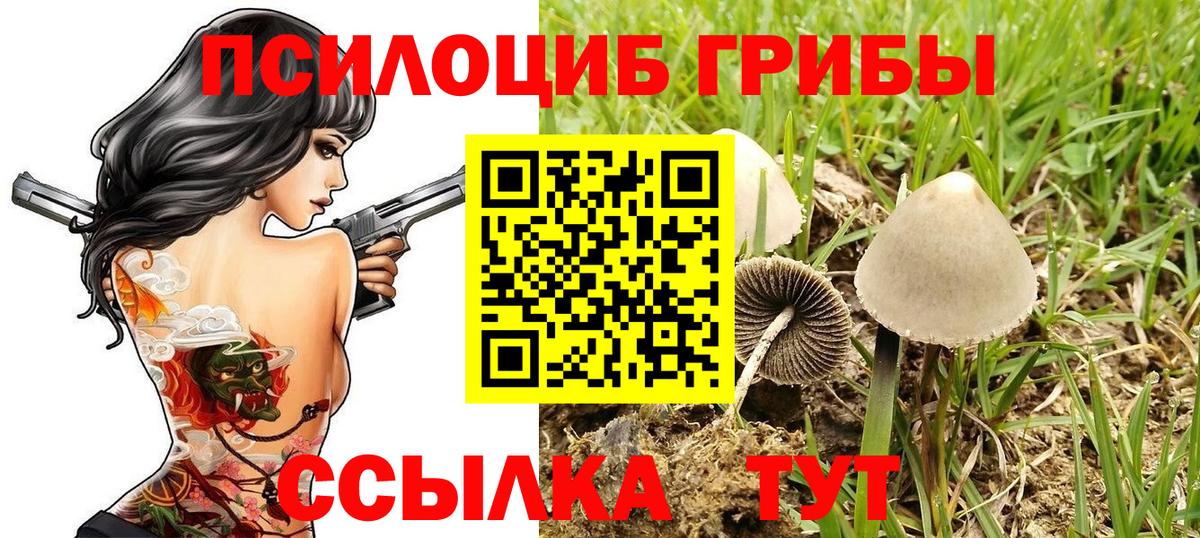 Псилоцибиновые грибы прущие грибы  Вход с VPN  Алейск  Псилоцибиновые грибы прущие грибы 