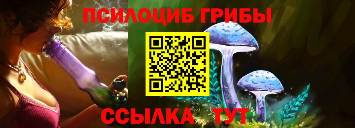 Галлюциногенные грибы Psilocybine cubensis Алейск